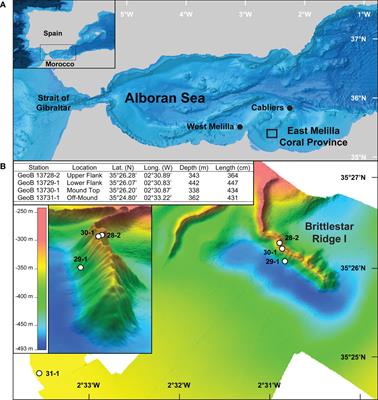 Decline in cold-water coral growth promotes molluscan diversity: A paleontological perspective from a cold-water coral mound in the western Mediterranean Sea